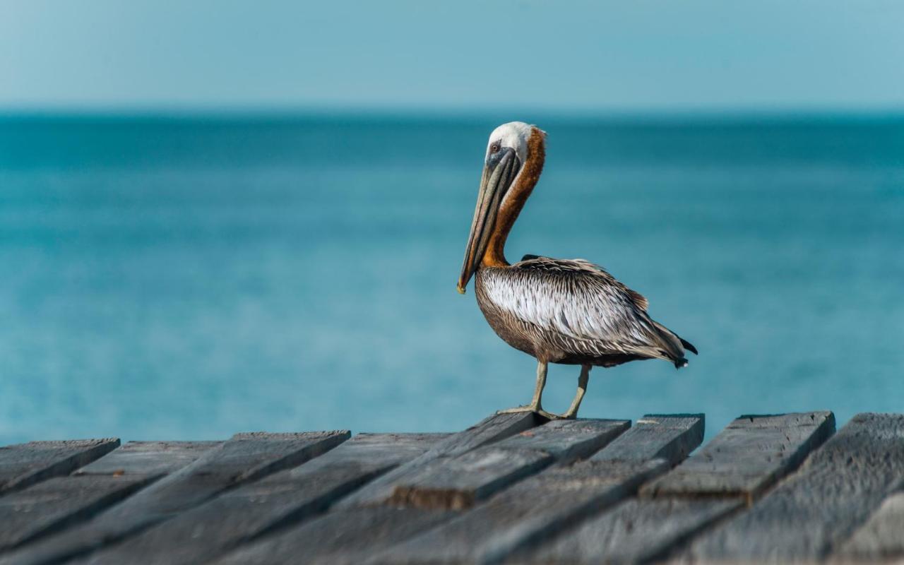 Hotel Isla Palma Reserva Natural エクステリア 写真