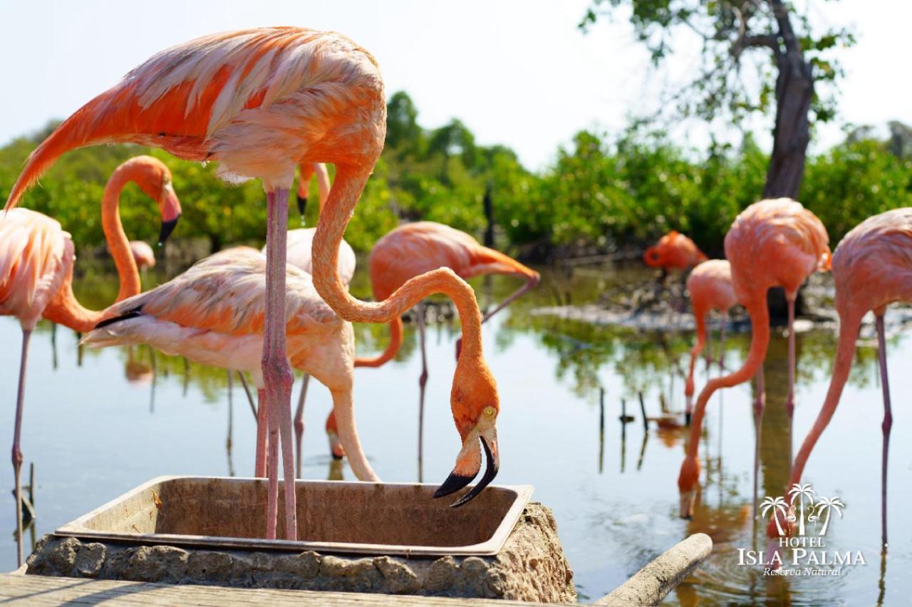 Hotel Isla Palma Reserva Natural エクステリア 写真